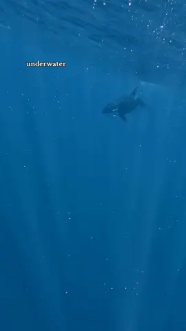 #ocean #freediving #sharks #orcas #underwater #deepbluev#saveoceanwildlife #eaglepassion #divingday #ocean #tigershark 