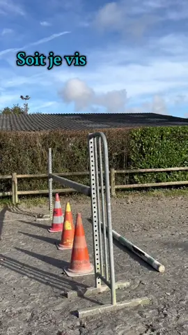 Toi aussi ton cheval te fait des petites surprises comme ça ?  🫵🫣Idée : @lena_caillot  #cheval #cavalier #equitation 