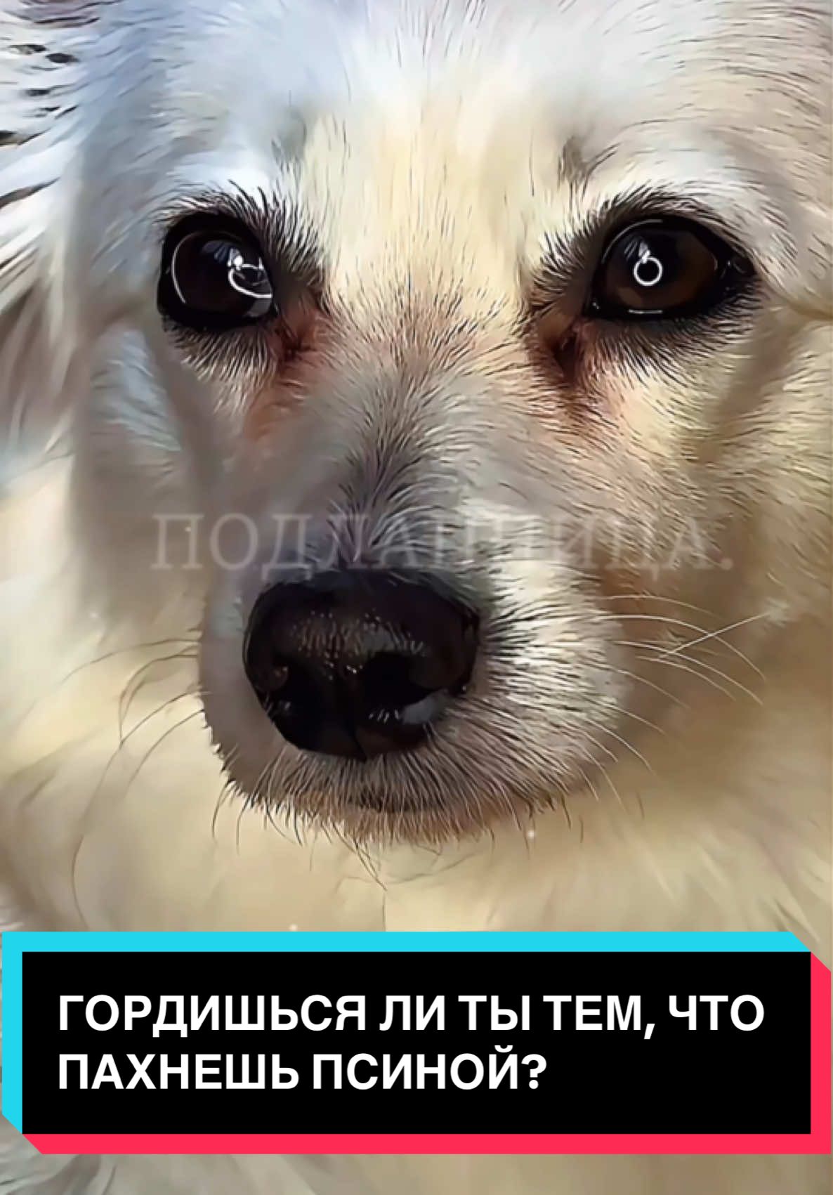 Пусть моя жизнь — в шерсти, в грязных лапах и запахе псины. Зато она — настоящая. С любовью, которой не найти среди людей. Если ты понимаешь — это видео для тебя. А ты гордишься тем, что пахнешь псиной? #псина #горжусь #жизньссобакой #dogsoftiktok #собакаэтожизнь #эмоции #вглубину #подлапница