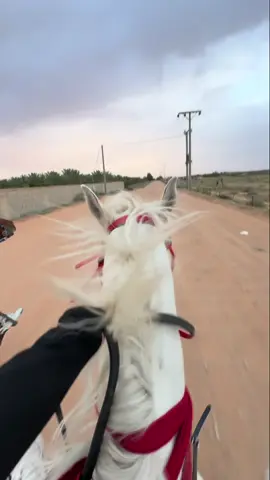 بارود❤️ #explore #fyp #خيل_وخياله🐎 #ماشاءالله 