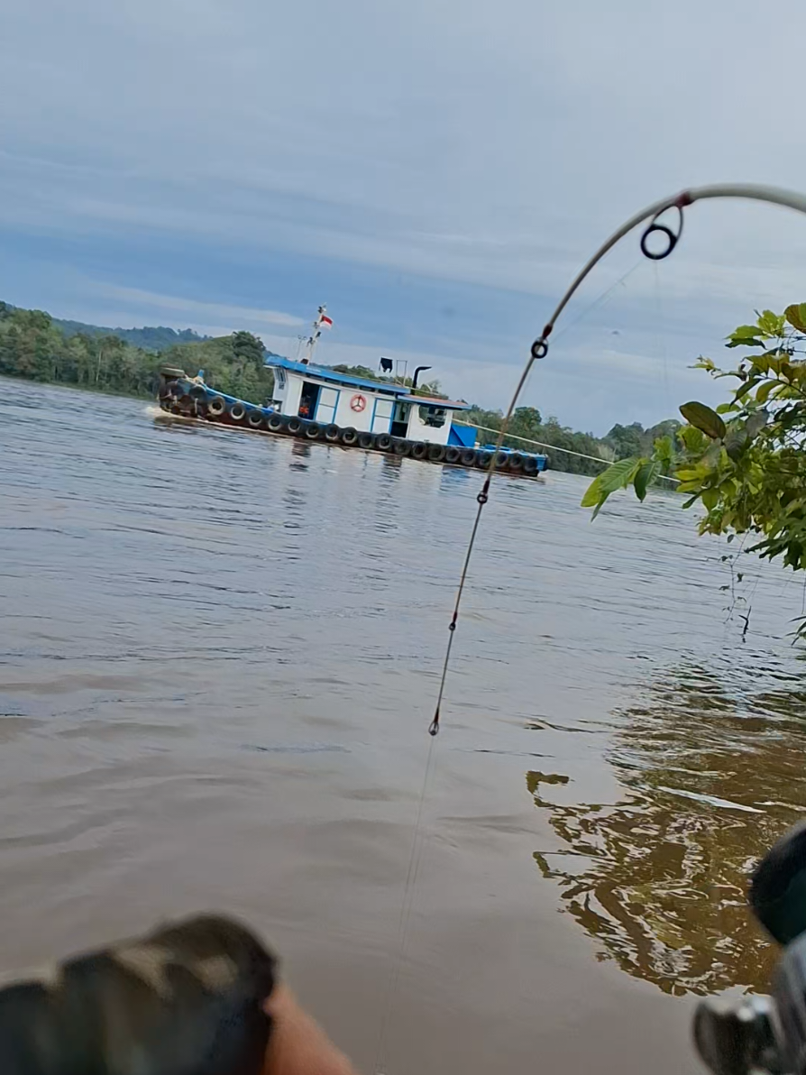 kapal nya sampe singgah,saking penasaran...😅🤣 #prawnfishing #udanggalah #monster #capitbiru #fypシ #fyp 