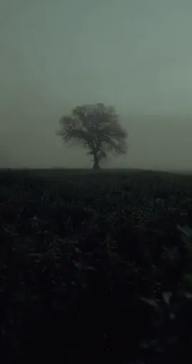 oh beautiful poison tree🌳 #posiontree #Sad #gloomy #fypシ #xxxtentación 
