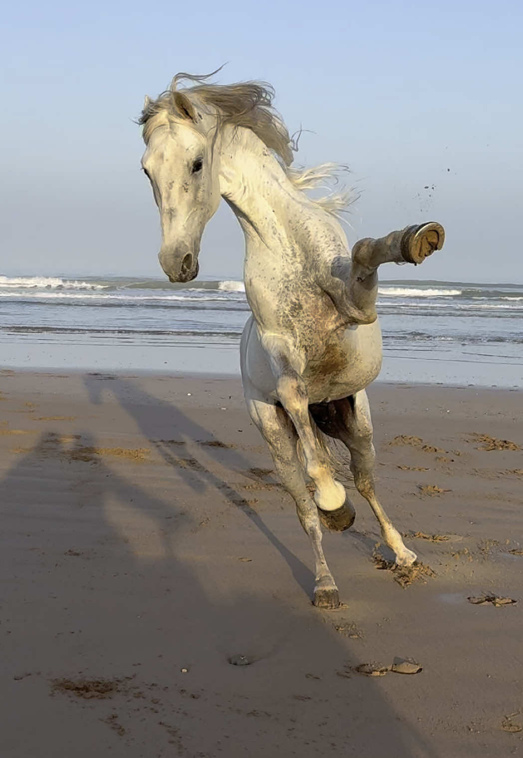 Majestic Ringo enjoying his freedom 🤍✨ 👉🏼 We are a Travel Agency based in Essaouira (Morocco). Join us for an unforgettable horseride holidays. Ride the best horses in town, and meet the best team of riders.  . . . . . . #horses #horsesoftiktok #horse #horsetok #equestrian #fyp #cheval #fypage #viral #viralvideo #pferd #horsesontiktok #лошадь #horselove #essaouira #morocco #lovak #caballos #cavalli #horsesoftiktok 