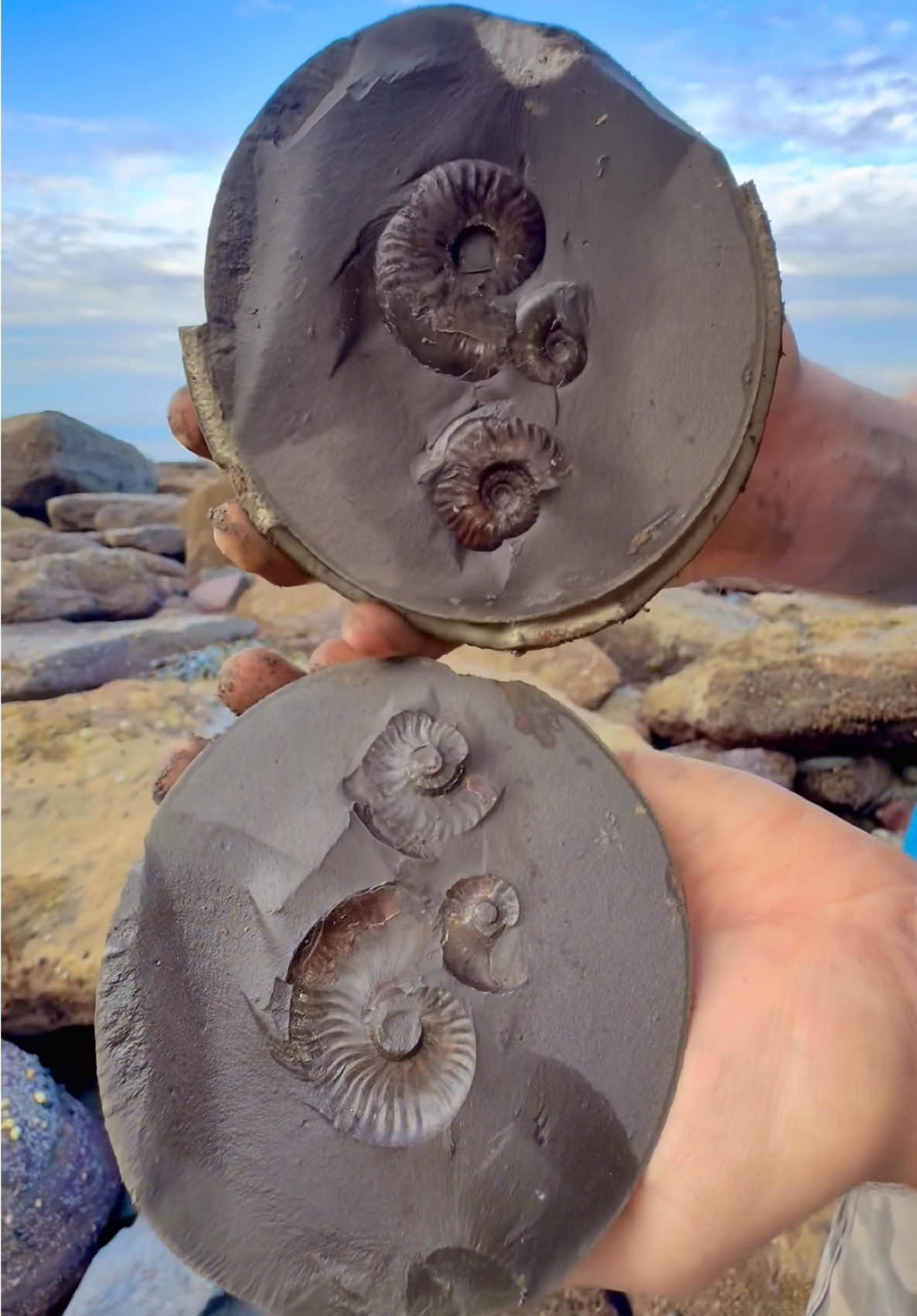 We found this hidden within a huge boulder and excavated it! 🏝️ Inside this Jurassic rock, something extraordinary was hiding 🪨 We also discovered this limestone orb-like rock! 🏝️ Inside, we couldn’t believe what was preserved! 🫣🏝 Thanks for supporting our page! 🐊 #natural #nature #fossil #fossils #ancient #animals #art #ammonite #ammonites #dinosaur #scientist  #minerals #paleontology #whitby #geologist #dorset #geology #charmouth #jurassic #yorkshire #fyp
