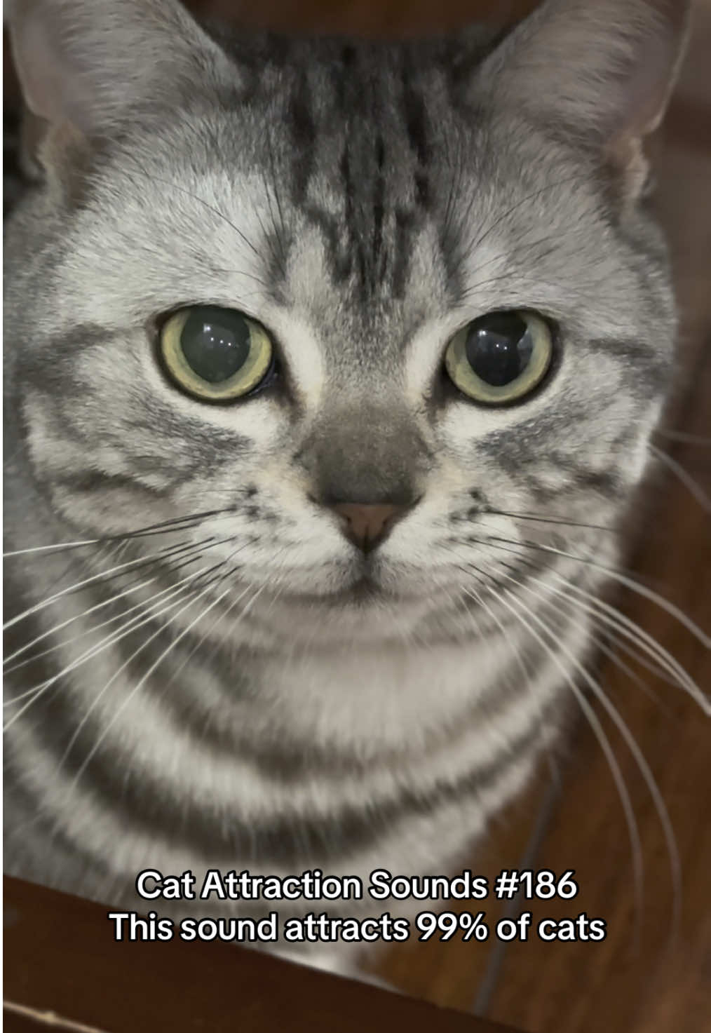 Try it on your cat and let me know the result! #catsoftiktok #catsounds #catsong #meow #catcalling #catreaction #kitty #usa🇺🇸 #fyp #catnoises  #creatorsearchinsights 