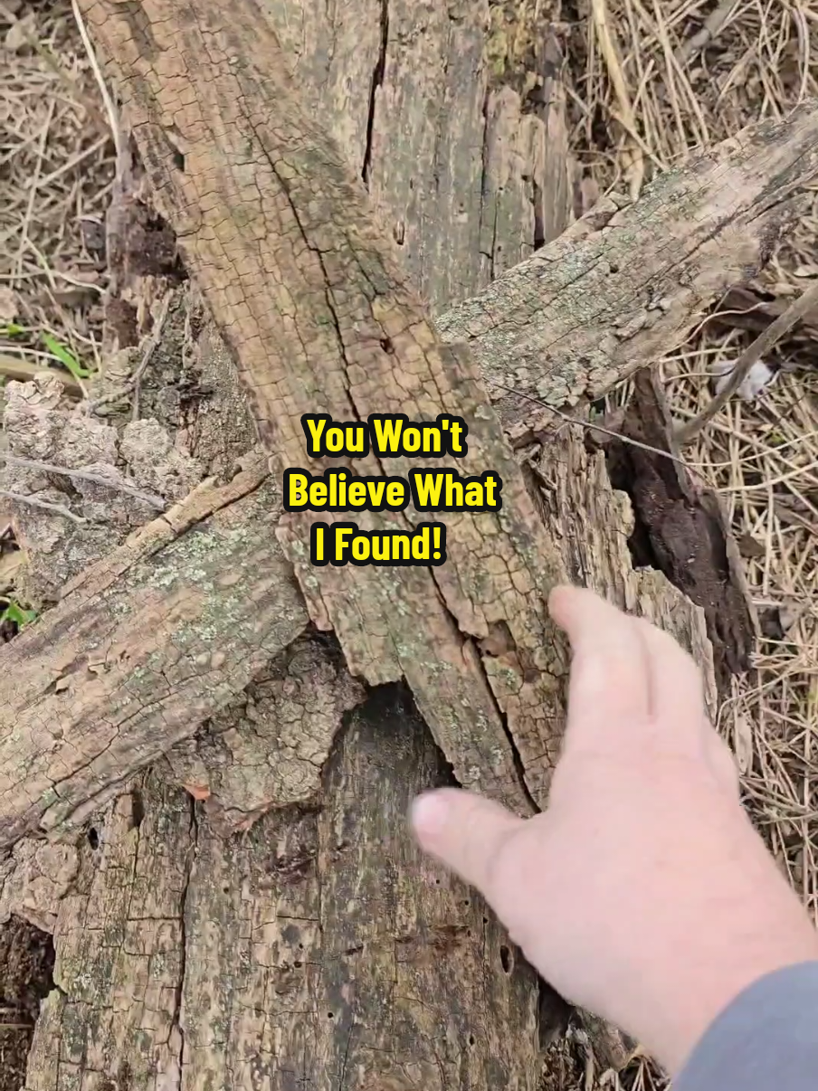 The Forgotten Home #Apothecary #Book. 