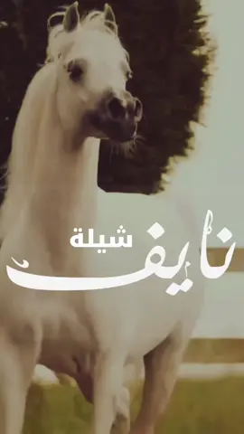 #شيلة مدح نايف 2025 شيلة باسم نايف _ اداء خالد ال برايك  #شيلة_نايف #شيلة_مدح_نايف 