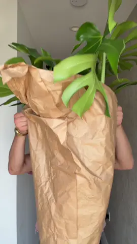 New member to the family:) #plants #plantsoftiktok #plantdad 