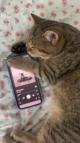 about you + sleeping kitty #fyp #fypシ #foryou #spotify #1975 #aboutyou #cat #kitty #aesthetic 