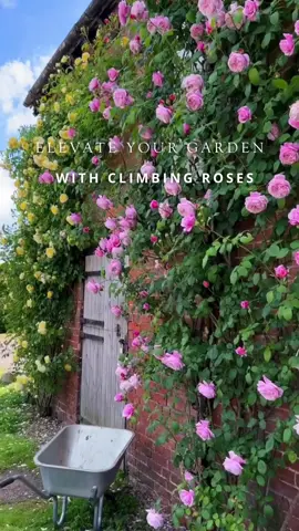 Climbing roses bring a profusion of blooms to arches, trellises, and pergolas, adding height, structure, and an abundance of colour. Their long, supple canes weave effortlessly through supports or cascade gracefully, softening walls and doorways with layers of delicate petals. Whether creating a romantic archway or a living garden wall, climbing roses bring charm and movement to every space, flourishing at great heights. #DavidAustinRoses #GardenInspiration