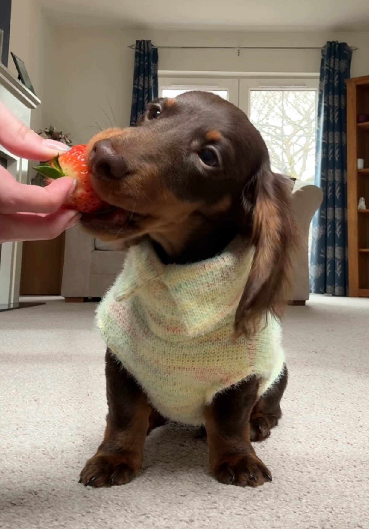 who likes alan's collar? 😂🍓 #miniaturedachshund #dachshund #puppy #longhaireddachshund #dog #alanthedaschshund #fyp #dogsoftiktok #sausagedog #dogasmr #doxie #minidoxie #dachshundpuppy #strawberry #dogeating @Haus of Hound 