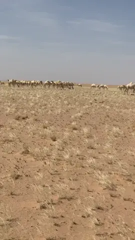 #اكسبلور #الوضح_المغاتير #تركي_السلات #الصاقب_الصيف_نجد_عفيف 