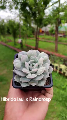E.Hibrido laui x Raindrops, las carunculas le otorga un toque particular. 💚🌵
