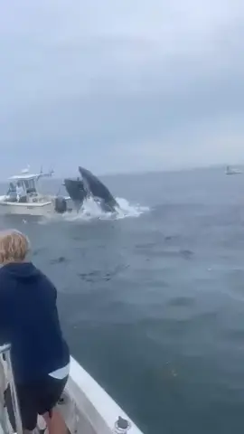 Massive humpback whale jumps out of water & crashes into a boat, throws both fishermen into the Atlantic, Teenage brothers watched this surreal yet scary moment. They captured the breaching whale on video & helped rescue the fishermen in time!.#whale #Atlantic #sea #seaside #boat #hero #heroes #captain #save #rescue 