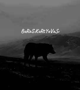 #kurt #bozkurt #wolf #wolfpack 