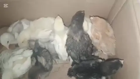 الله يباركلك اخوي (ابو فادي زيود) شرفت مزرعة الشايب#جنين سيله الحارثيه#0569552242 