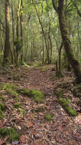 Senderos en las montañas de Costa Rica #costarica #relaxing #nature #Hiking #forest  📍Hotel Savegre, San Gerardo de Dota, San José, Costa Rica