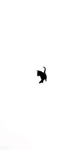 bleh cat is back#bleh#cat#catrun