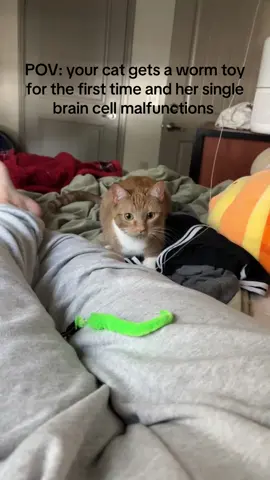 She forgot how to cat #orangecat #cute #cat #catsoftiktok #pets #fyp #foryoupage #cattoys #cutecat 