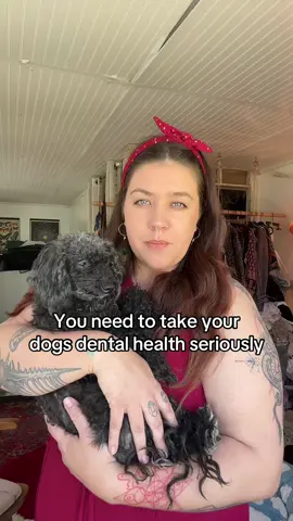 Dogs dental health can be really easy @Pet Honesty #dogdentalpowder #dogdental #dogdentalcare #dogdentalhygiene #pethonesty 