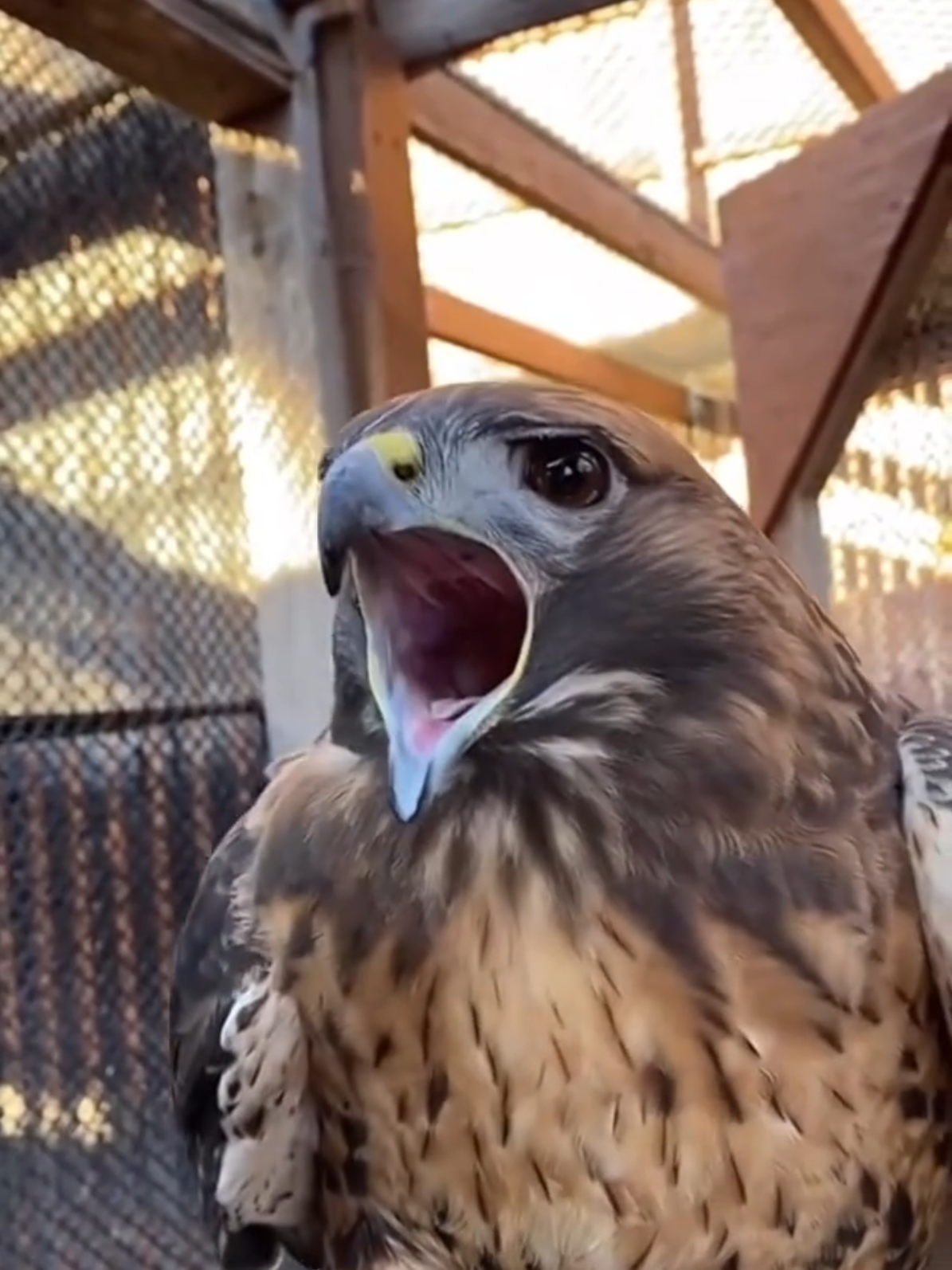 Listen to Animal Voices #Animal World #Wild Call #Nature Voices #How You Can Be Like Animals Medicine 