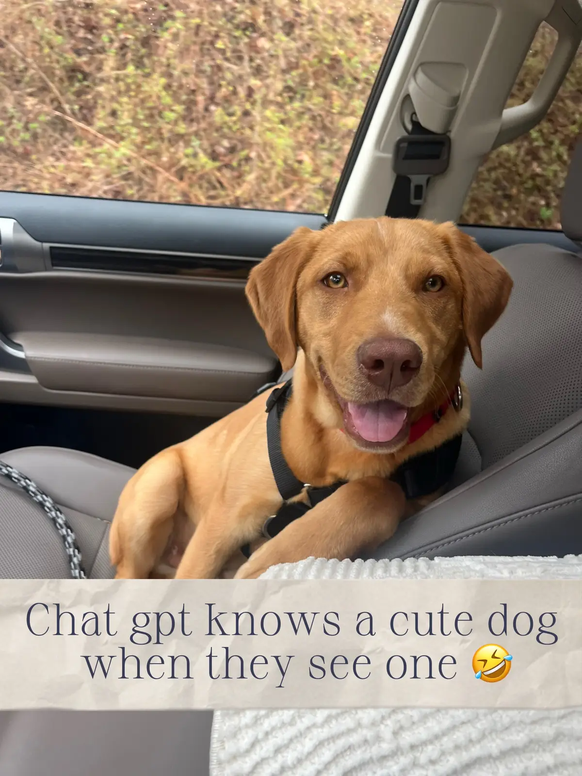 Chat GPT did not disappoint. Made his human version as cute as he is 😍 #chat #chatgpt #ai #dogsoftiktok #dog #puppy #rescue #adoptdontshop #creatorsearchinsights #chatgpt @Sean 