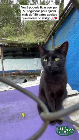 Pessoal a Ong viva Bicho abriga mais de 600 animais entre cães e gatos, quem quiser conhecer a ong ela fica localizada na Av. José Alves Cabral, 104 - Nova Esperança, Balneário Camboriú - SC, 88336-030 A 🔑 da ong e 06.156.776/0001-81 #abrigo #felinos #gato #gatosdetiktok  @familiapets5  @familiapets5  @familiapets5 