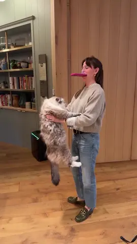 #JenniferGarner takes her cat, Moose, for a spin! 🐱🌪️🤣 📷: @jennifer.garner