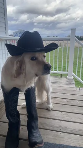 Rootin tootin’ Nala Bean #mememorecowboythenyou #goldenretriever #countrygirl #cowboy 
