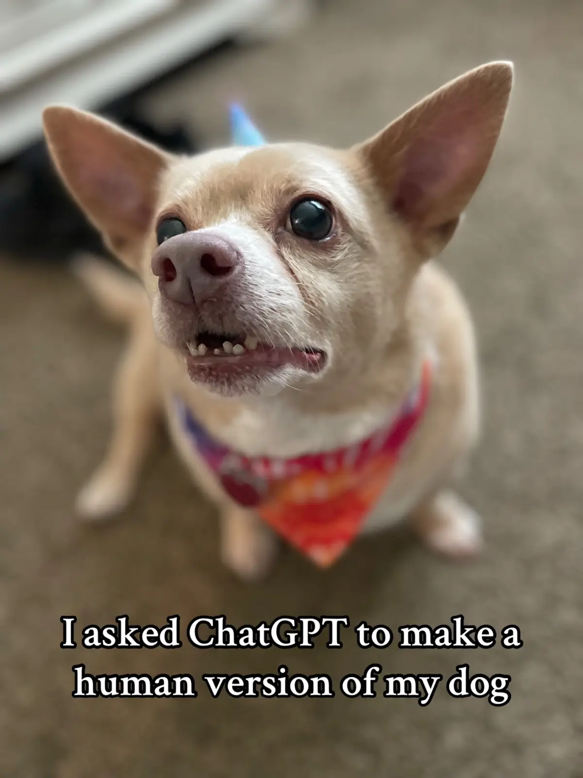 Look at my sweet little boy!! 🫶🏽 #chatgpt #dogtohuman #myboy #corgimix 