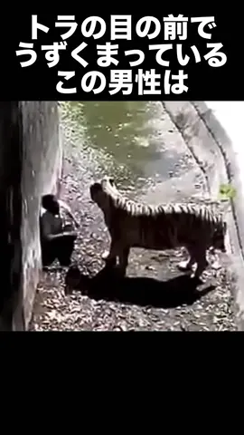 インド人男性が動物園のトラに喰われた事件#事件解説 #事故#動物園 #トラ