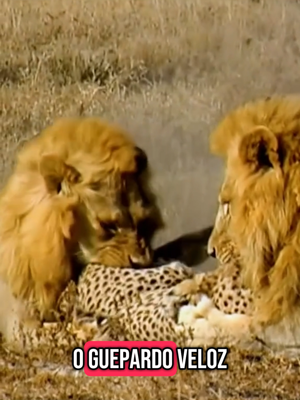 Rei Leão está mostrando quem manda, está caçando os invasores dos território, pobre dos guepardos. #animaisnotiktok #leos #guepardo #selvagem #creatorsearchinsights #feed #animalsoftiktok 