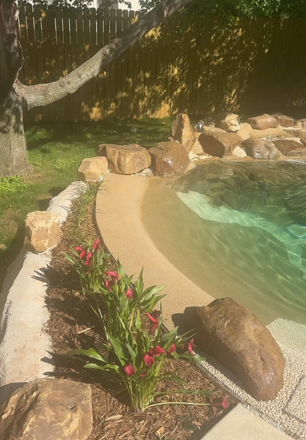 Some added features of our biodesign pool. #lagoonpool #lagoonstylepool #biodesignpools #biodesignpool #beachentrypool #pooltok #pooltiktok #pooltime #newpool #poolbuilder #poolbuild #pooldesign 
