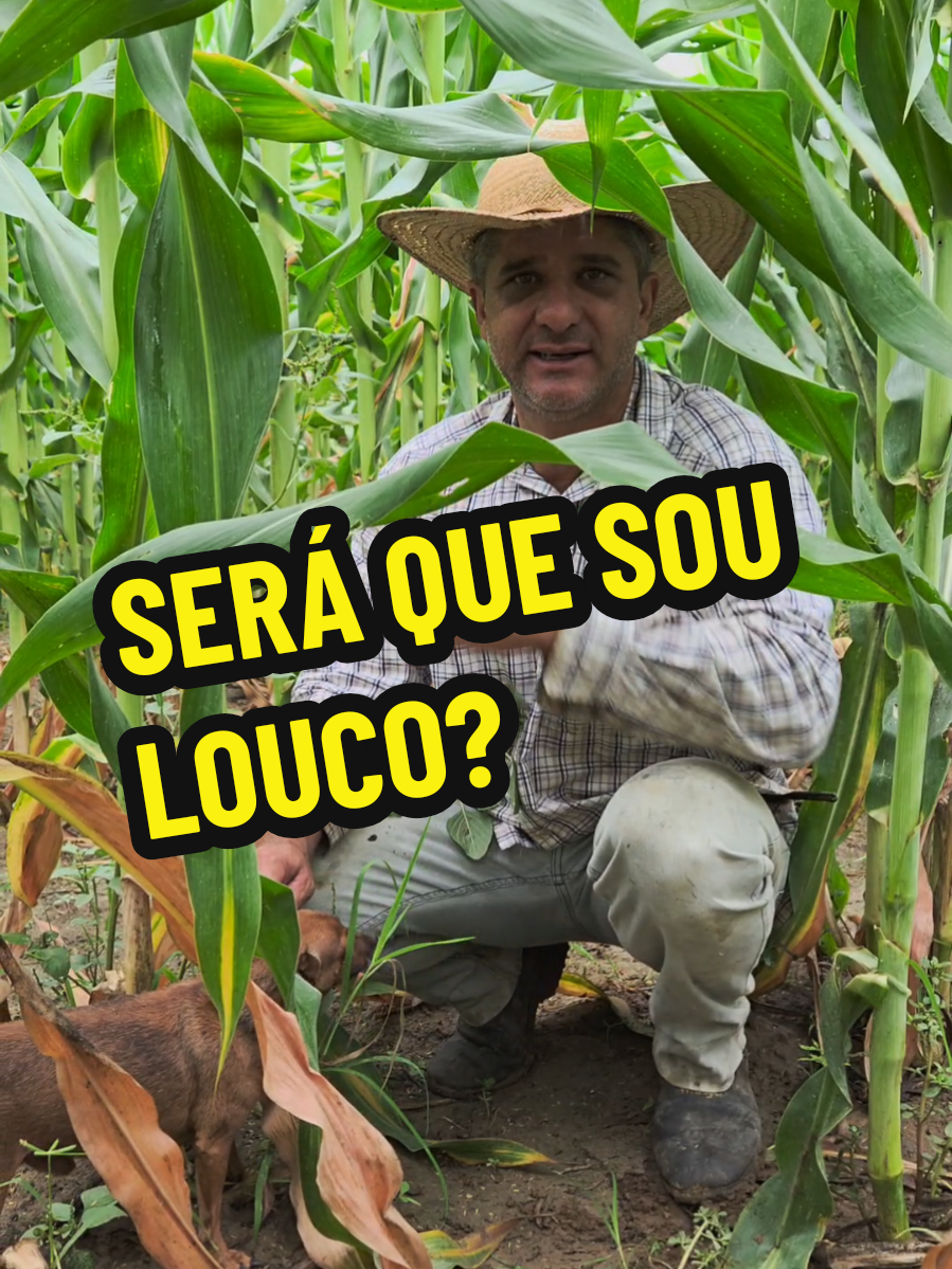 CONVERSANDO COM A ROÇA DE MILHO 