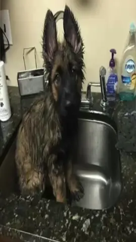#germanshepard #puppy #puppies #me 