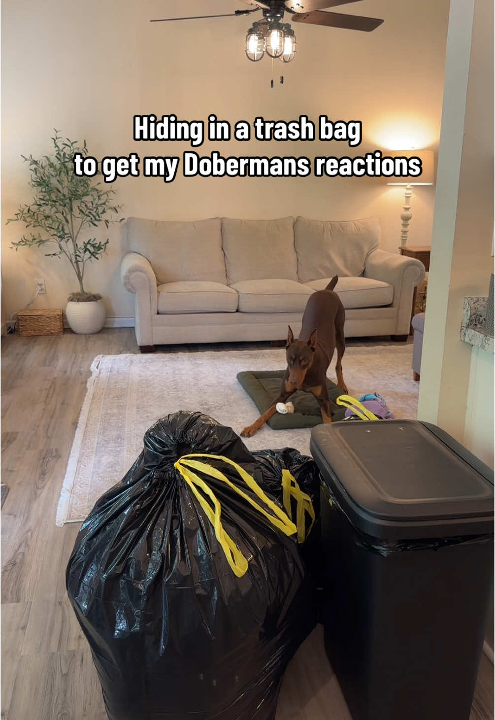 Which one is the guard dog? 👀