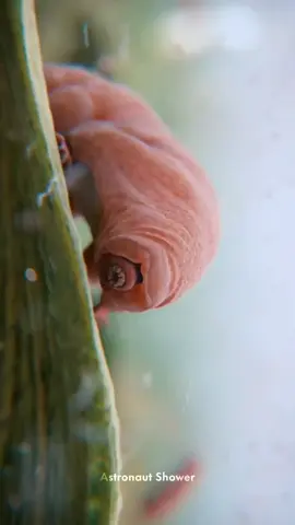 They're survivors. #Tardigrade#waterbear#animals 