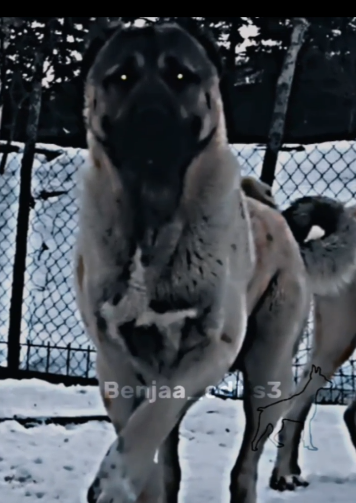 Kangal turco🔥☠️🔥#kangal #edits #kangalturco🇹🇷 #fyppppppppppppppppppppppp #foruyou #apoyo? #kangalturco #kangal🔥  #fyppppppppppppppppppppppp 