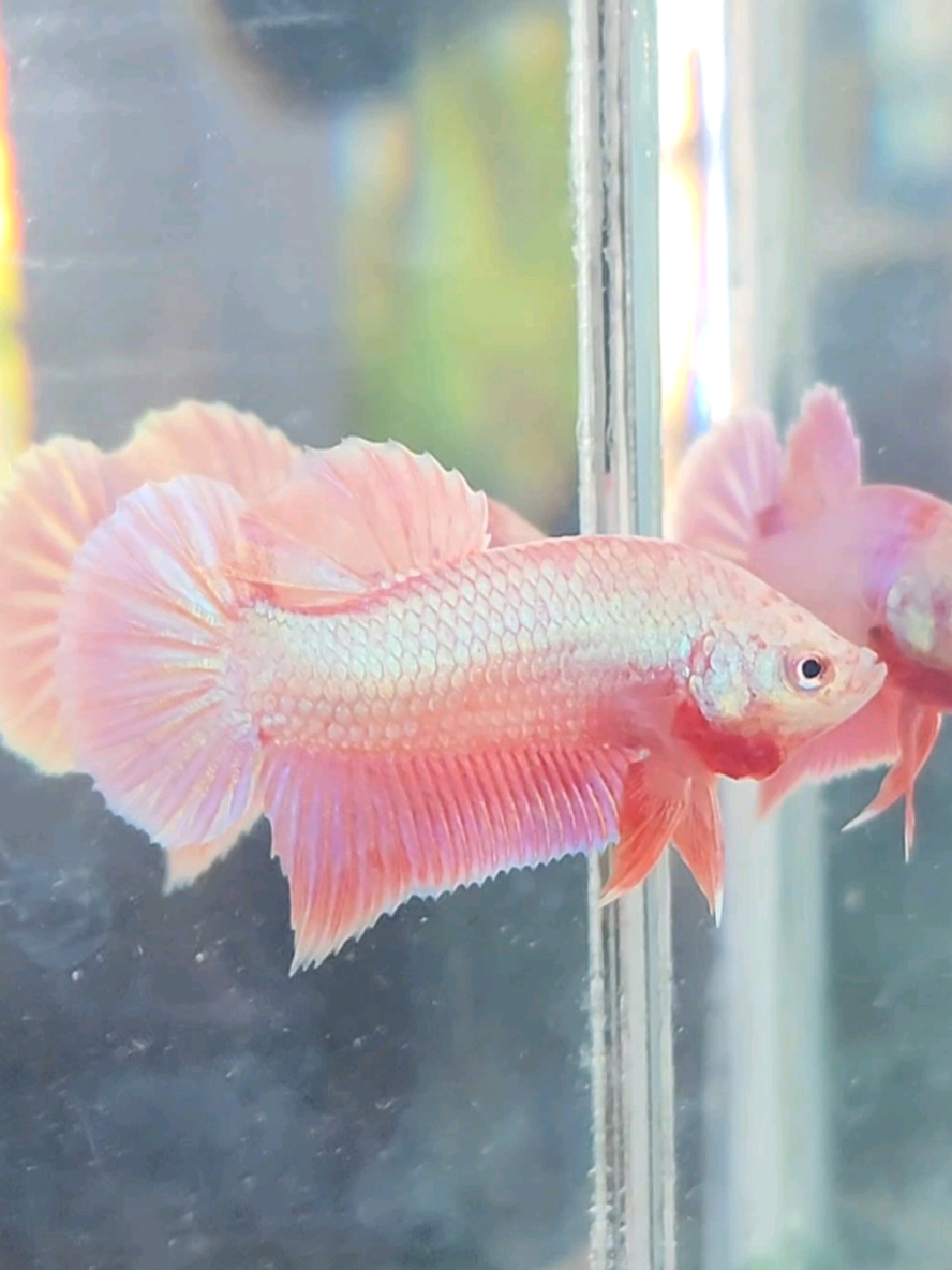#ปลากัดสีชมพู #ปลากัดสีชมพูไข่มุก #Pinkbetta
