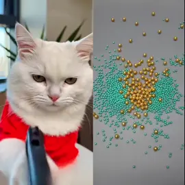 #xuhuongtiktok #xh #catsoftiktok #cat #catfunny #viral #pet #fyp #foryou #xuhuong 