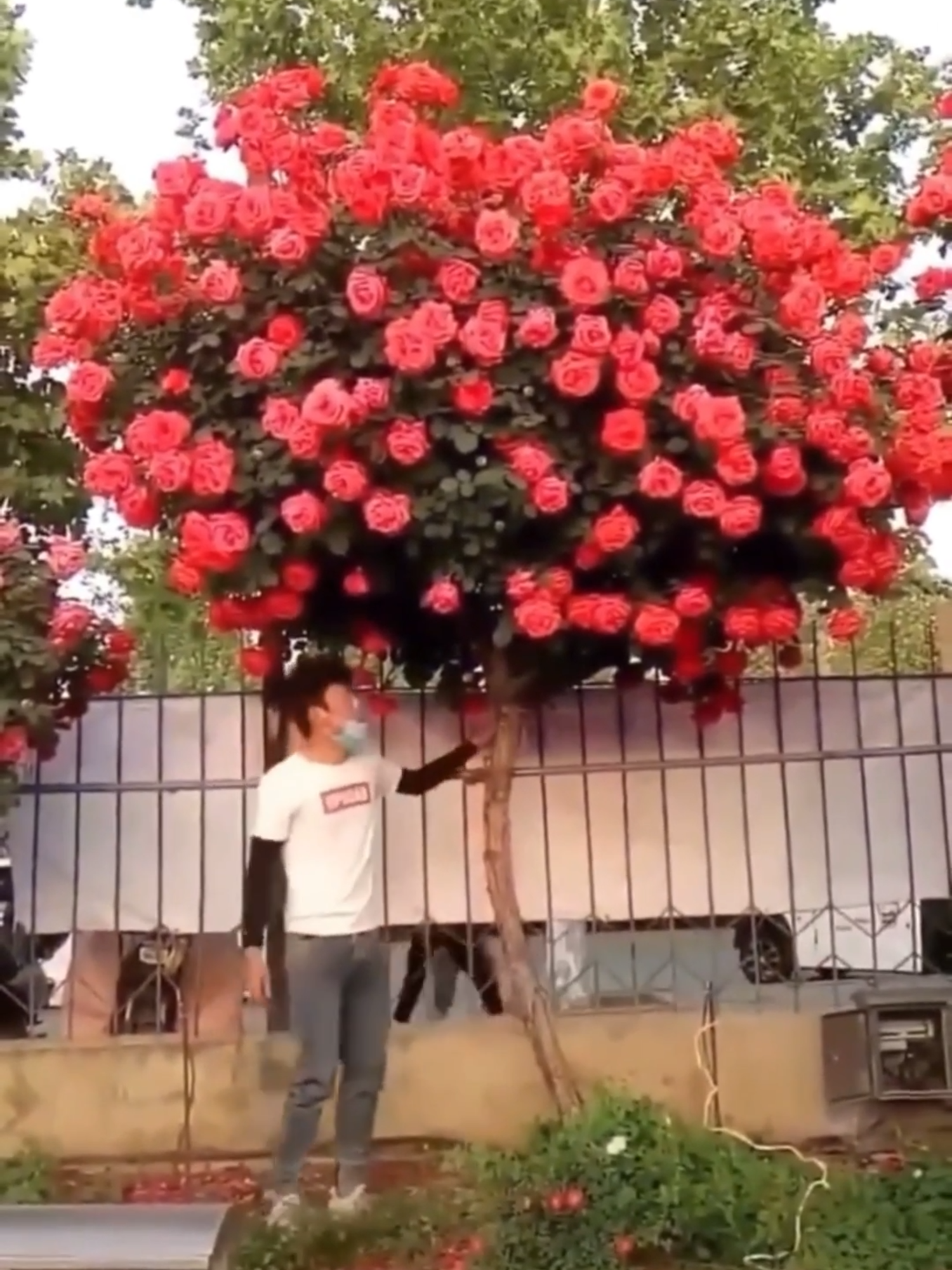 How Are Rose Trees Created? #RoseTree #PlantFacts #NatureLovers #Innovation #AmazingPlants #TikTokViral #GardeningTips #HowItsMade #GreenWorld #ViralContent