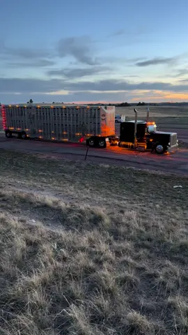 #peterbilt #389 #fyp #cowtruck #307 #wyomingsunset 