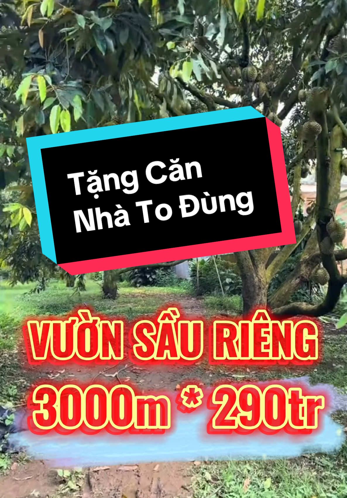 Bí tiền bán gấp vườn sầu riêng 3000m 290 củ #datngopgiare #sandatngop #bdssaigon #bdsbinhduong #bdsbd #datnengiare #vuontraicay #batdongsan #reviewbatdongsan #batdongsan2024 