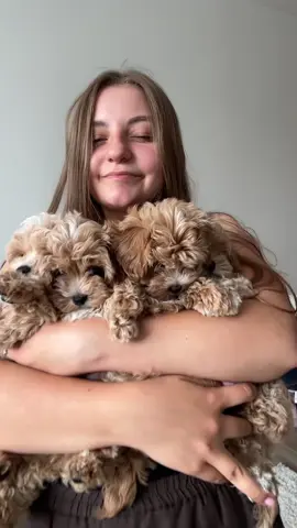 I’m a Maltipoo breeder, and for me, Maltipoos are the best breed. Why do I say that? Not because I want to sell them, but because this breed has so many amazing qualities that make it truly unique. If you’re looking for a dog that’s the perfect companion, obedient, and at the same time a cute little fluffball, then Maltipoo is your breed. Here’s why this breed is so great:  1. Hypoallergenic: Maltipoos are one of the most hypoallergenic breeds. They don’t shed, they don’t leave fur on furniture and clothes, and their coat doesn’t cause allergies. This makes them the ideal breed for people who are allergic to dogs and for those who don’t want to constantly clean up fur.  2. Perfect for apartment living: Maltipoos are small dogs that feel comfortable even in the tiniest apartments. Their size and calm demeanor make them perfect for city life. They don’t need a lot of space, so you don’t have to worry about them being a bother.  3. Intelligence and trainability: Maltipoos have a high level of intelligence due to their poodle genes. They are very easy to train, quickly learning commands and adapting to new situations. This makes them ideal for owners who want a smart and obedient dog.  4. Longevity and health: Maltipoos are a healthy breed with a good lifespan. With proper care and quality nutrition, they can live up to 15 years or more, bringing joy to their owners with their cheerful personalities and activity.  5. Warm and friendly character: Maltipoos are very friendly and affectionate dogs. They love people, especially children, and get along well with other pets. These dogs aren’t aggressive, and their kindness makes them wonderful family members. That’s why I believe Maltipoos are the best breed! They easily fit into your life, don’t cause problems, and become loyal, loving companions for many years.#fyp #foryou #maltipoopuppy #breedingprogram #maltipoousa #cavapoopuppy #toypoodle 