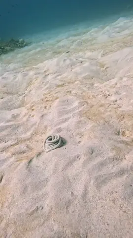 Perfect Sand Sculpture #usa #marinemystery #australia #scubadiving #marinelife #ocean 