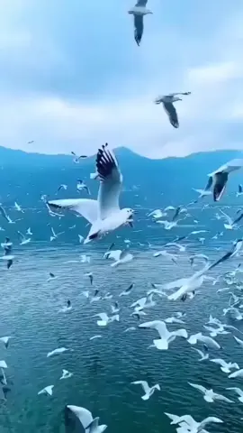 #قدرالله🌹💚🤍💚🤍💚🤍💚🤍💚🤍💚🌹