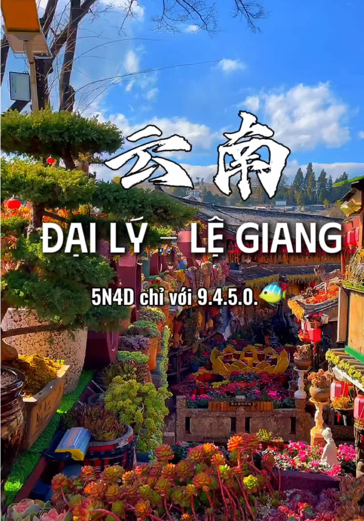 Vivu Đại Lý- Lệ Giang 5N4D chỉ với 9.4.5.0.🐠  Khở.i hành 14/5 các ní lh  e nhegg 💕  #metrungquoc #reviewchina #china #legiangcotran #lijiang #sakhecotran #lamnguyetdam #hychaucotran #phuongduongapthon 