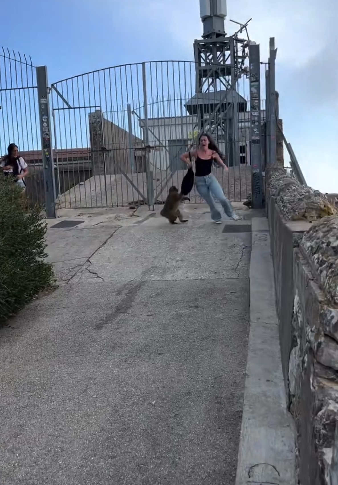 Bro was ready for round 2!!😭😭😭 #fyp #foryoupage #fypシ #viral #clips #watch #trending #monkey #attack #animals #funny #funnyvideos #laugh 