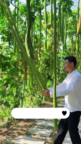 Mướp Hương Dài Thái Lan - Dễ chăm, dễ trồng - Năng suất cao #hatgiong #vuonrau #vuonrauxanh #muophuong #muophuongsieudai