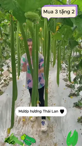 Mướp hương siêu dài Thái Lan - Ăn giòn ngọt thanh mát - Thu hoạch sau 2 tháng #hatgiong #vuonrau #vuonrauxanh #muophuong #muophuongsieudai